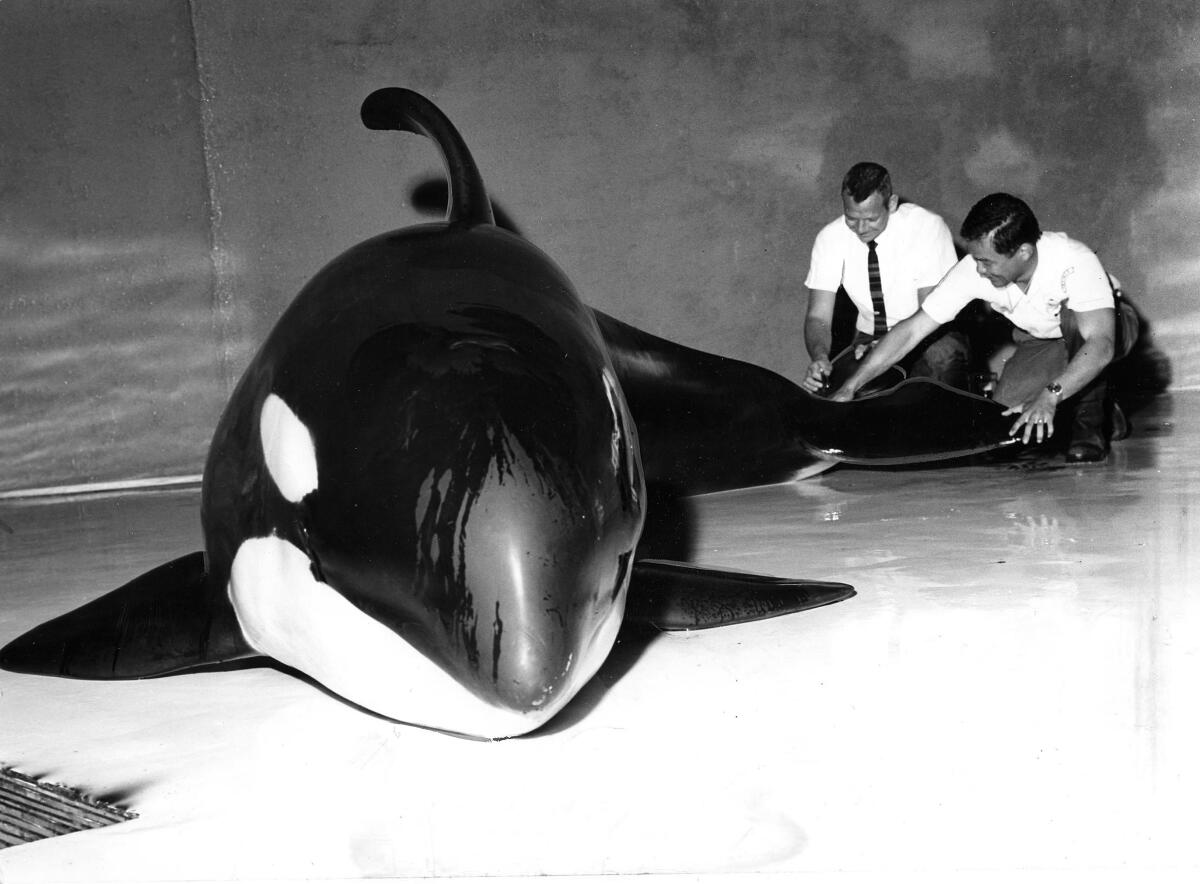 Shamu killer whale in 1966.