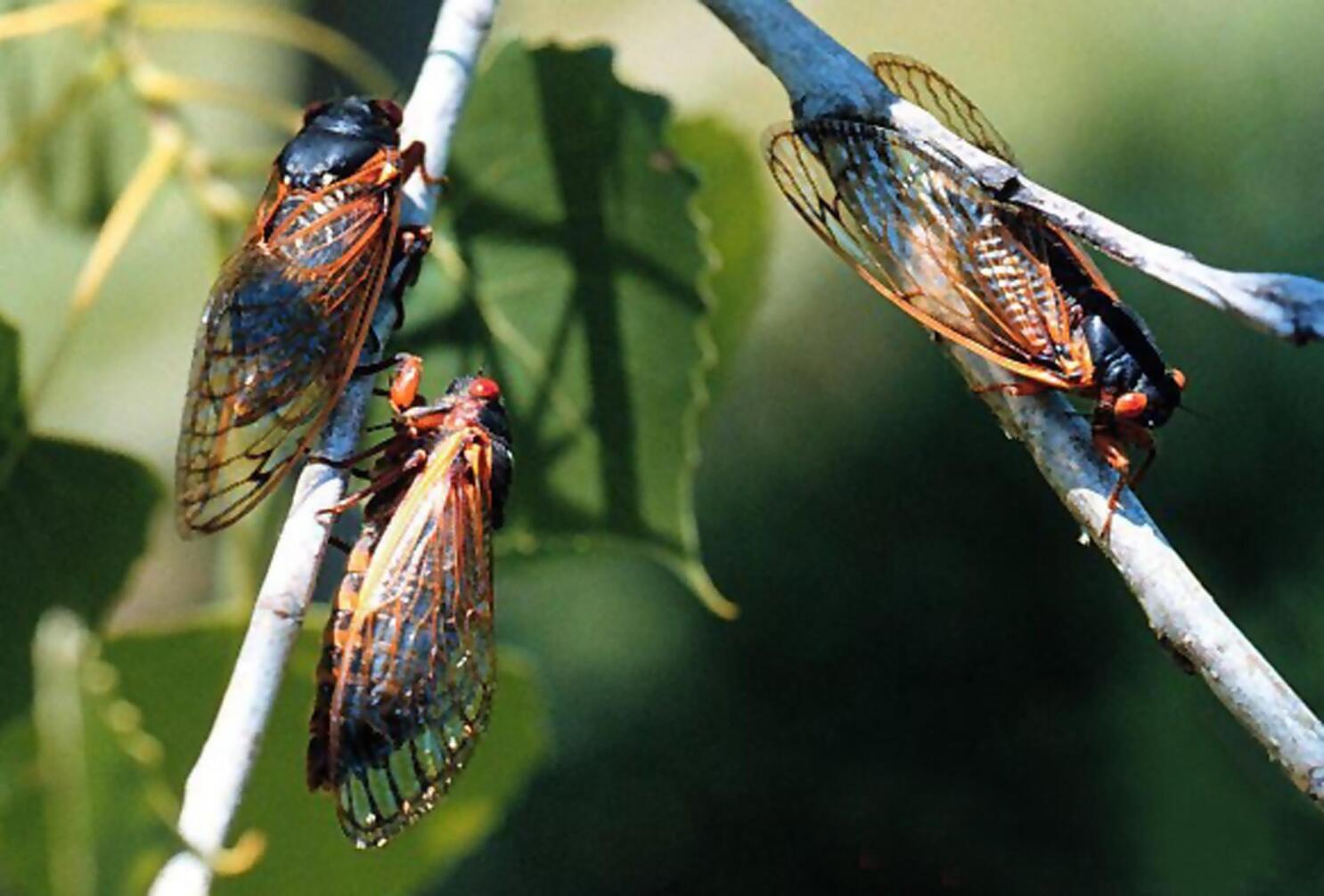 WEIRD!! Cicada transformation 