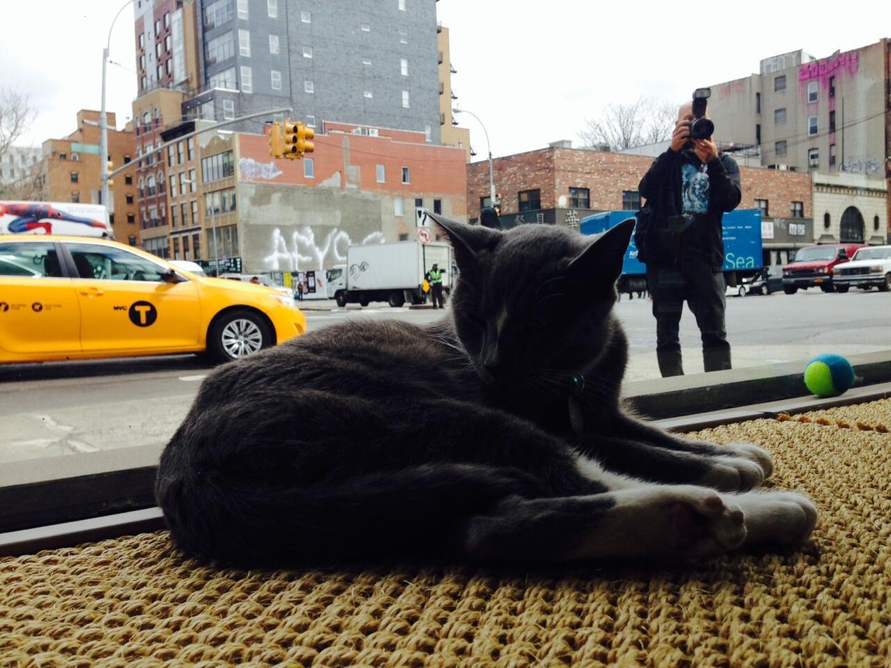 NYC cat cafe