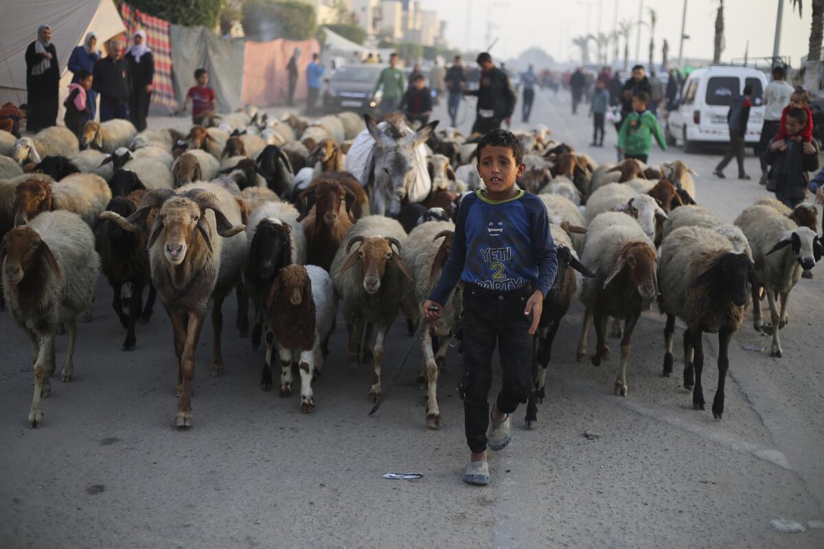 A boy with livestock behind him