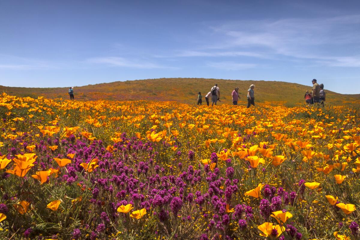 Poppies and other wildflowers bloom in the Antelope Valley.