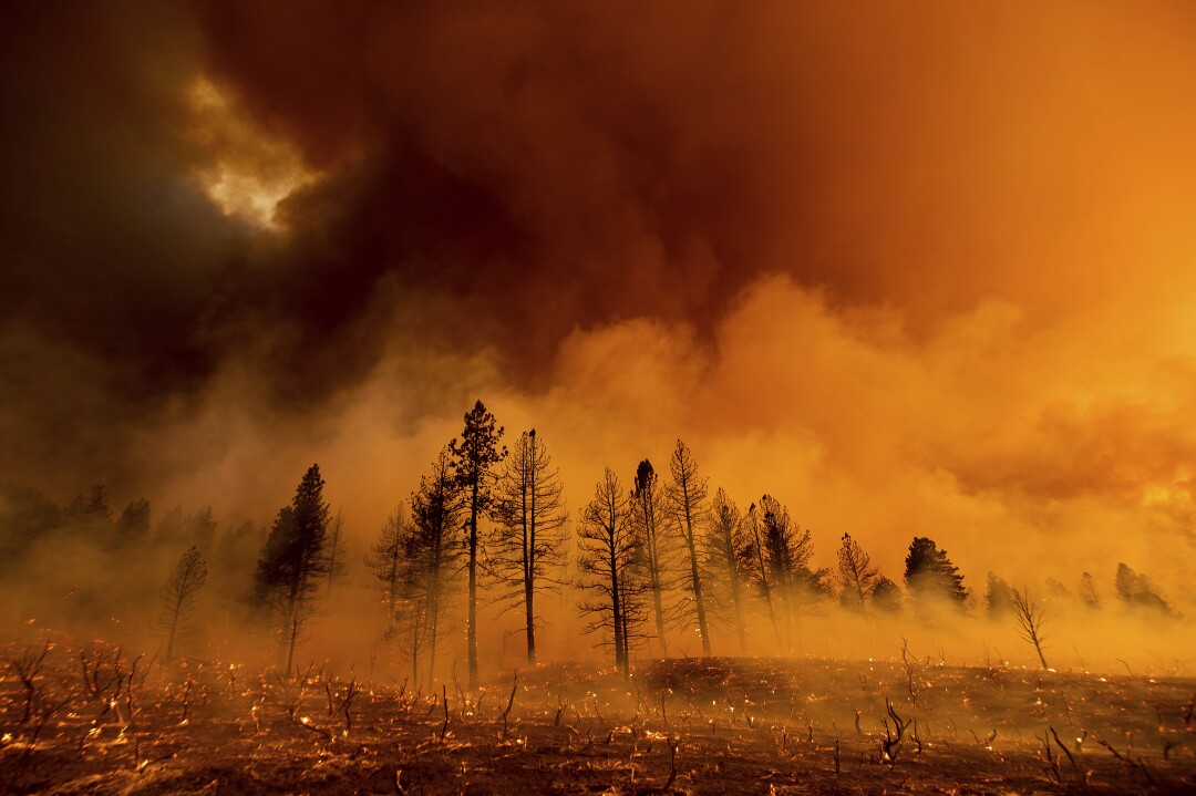 The smoke envelops the trees