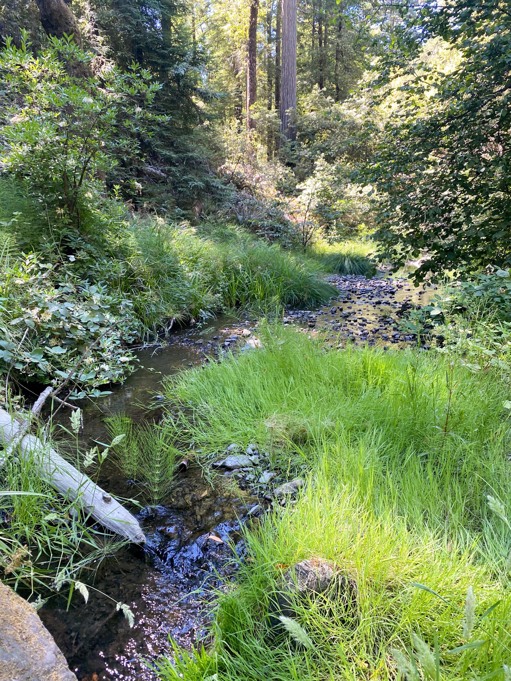 A small amount of water flowed in Mill Creek, a tributary of the Russian River, during the drought in June 2021.