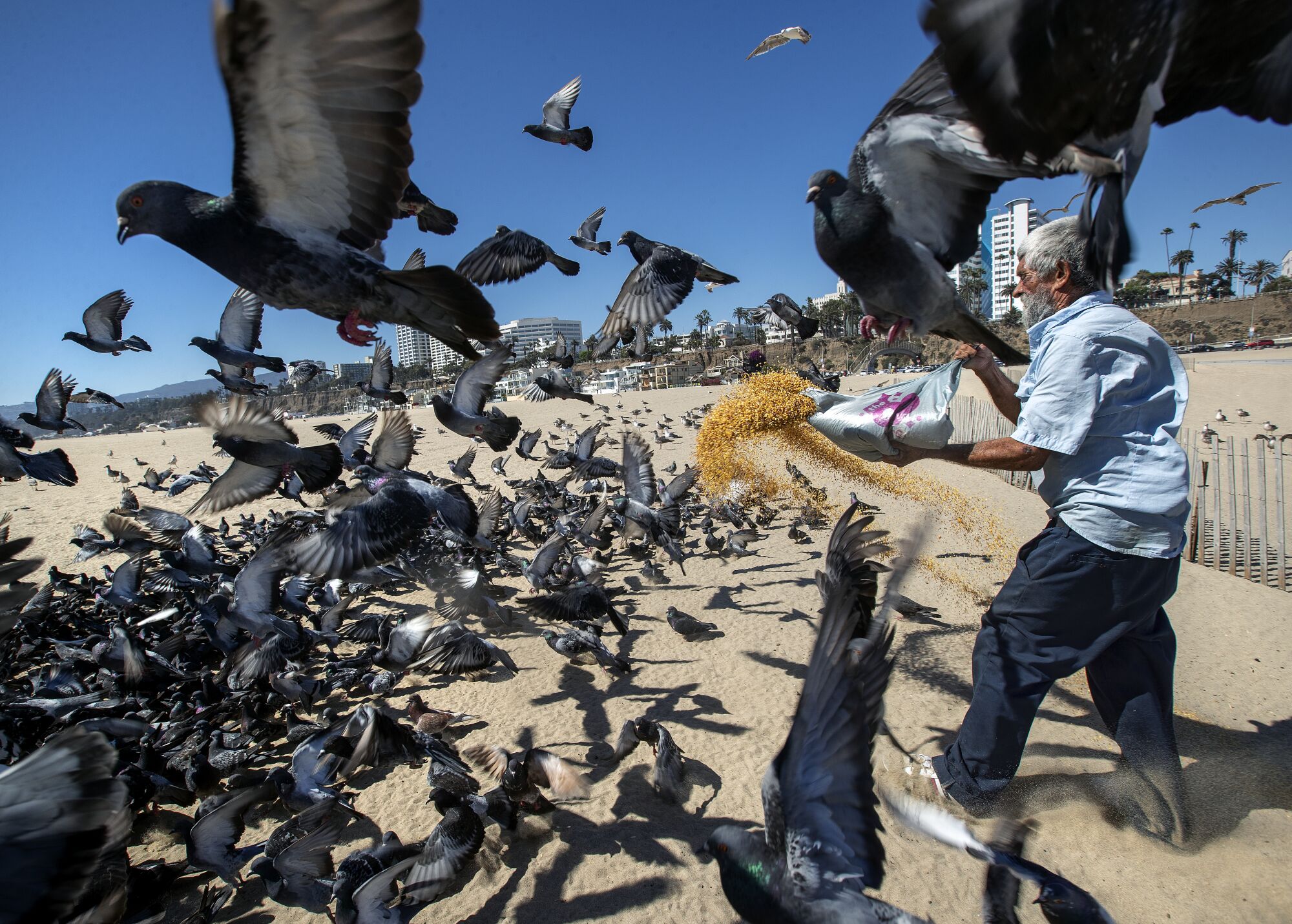 Augustine Hurtado tosses scratch feed to the pigeons at Santa Monica State Beach.