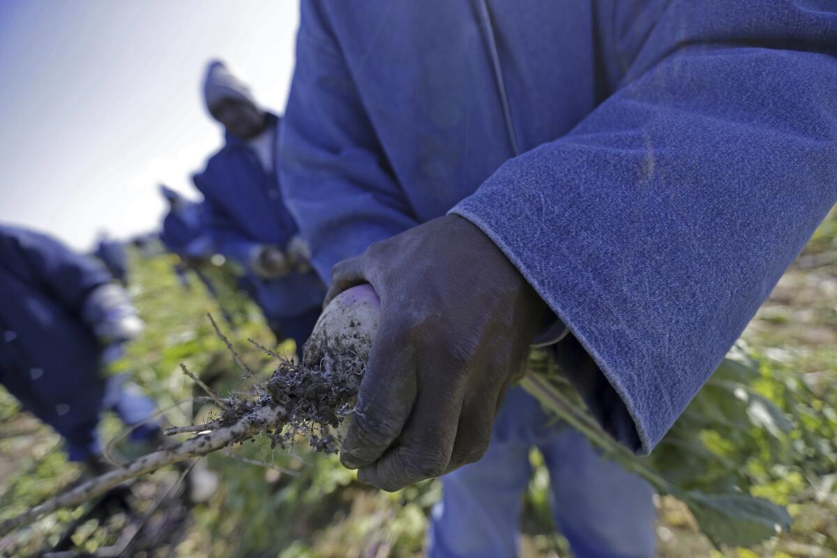 Inmates harvest turnips at the Louisiana State Penitentiary in Angola, La.