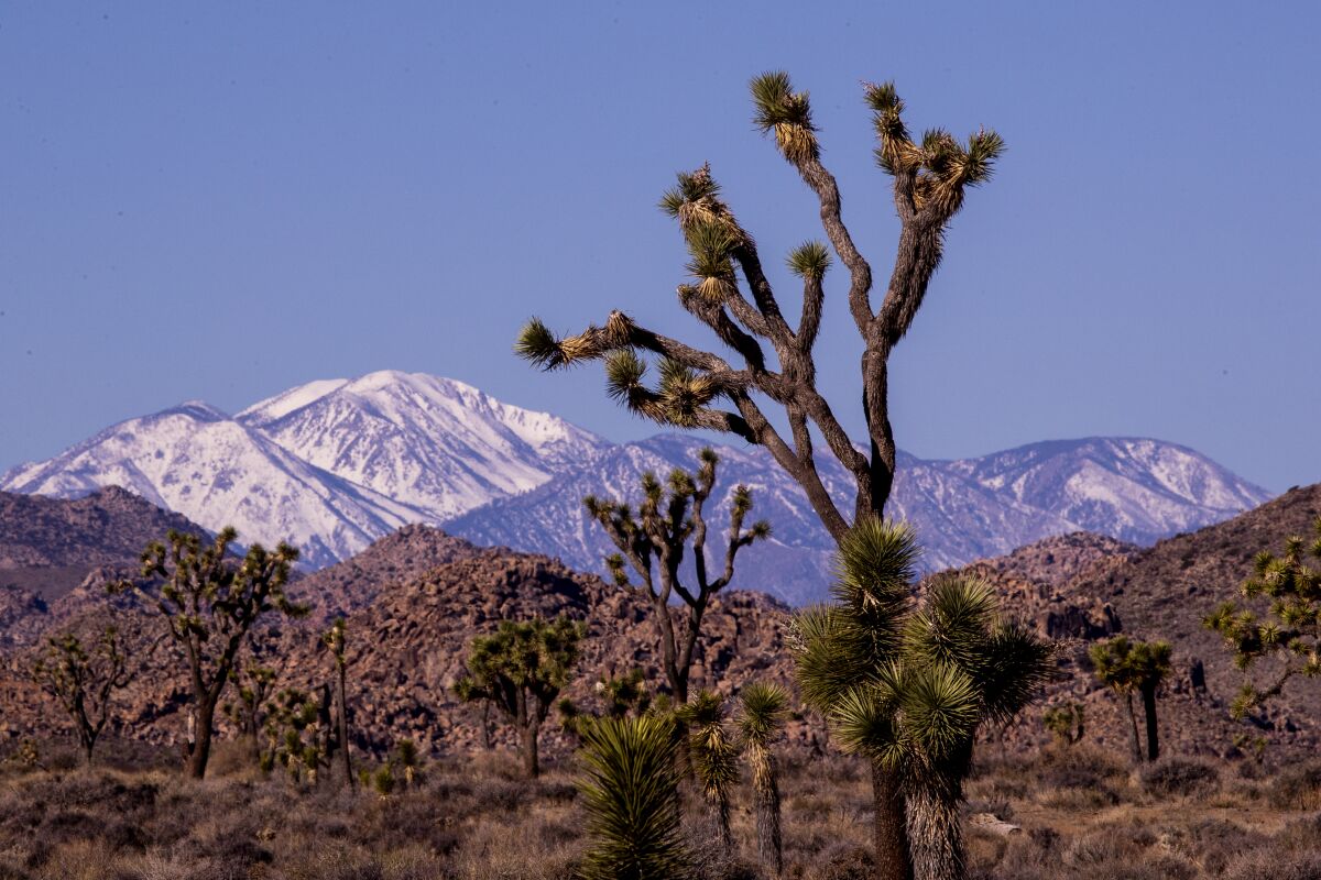 Joshua Tree, CA - January 26: Joshua Trees and snow-capped San Jacinto Peak are lit up by the sunrise in Joshua Tree National Park Wednesday, Jan. 26, 2022. (Allen J. Schaben / Los Angeles Times)