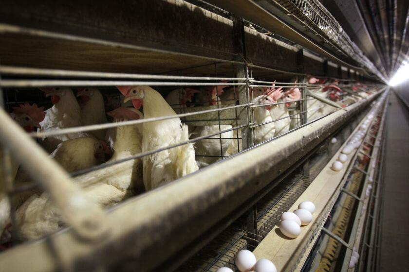 ARCHIVO - Gallinas en sus jaulas en una granja en Iowa, el 16 de noviembre de 2009. Cuatro personas, todas trabajadores de explotaciones avícolas en Colorado, padecen gripe aviar, según dijeron autoridades de salud el domingo 14 de junio de 2024. (AP Foto/Charlie Neibergall, Archivo)