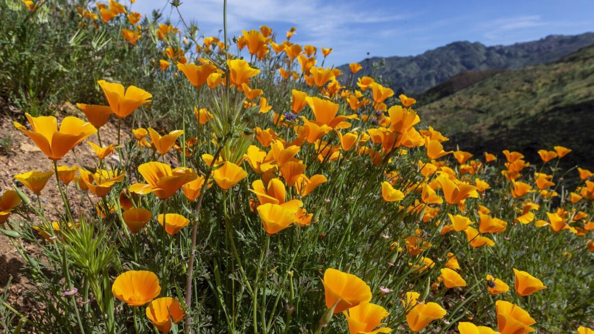 California golden poppies grow alongside the beginning of the Coyote Canyon Trail at Paramount Ranch.