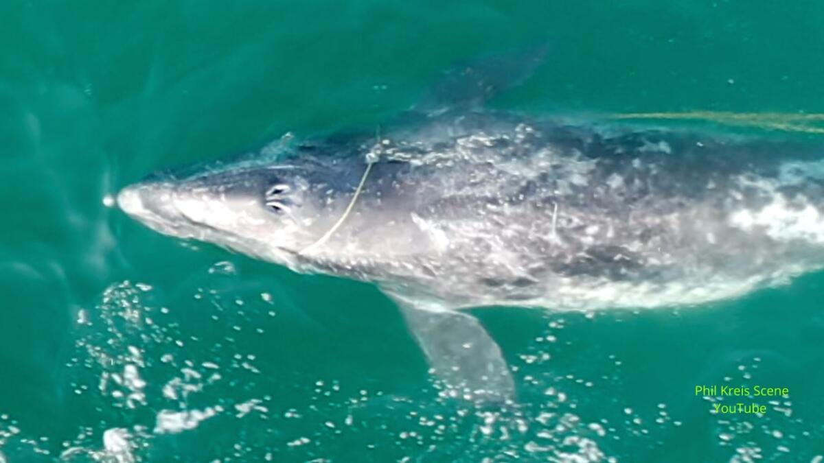 Whale watcher and drone enthusiast Phil Kreis captured footage of a whale calf with a rope entangled in its mouth.