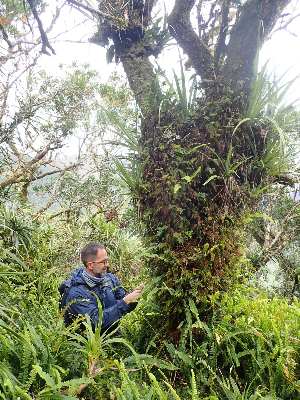 一名身穿夹克的男子站在一棵树旁，树周围环绕着蕨类植物和其他植物