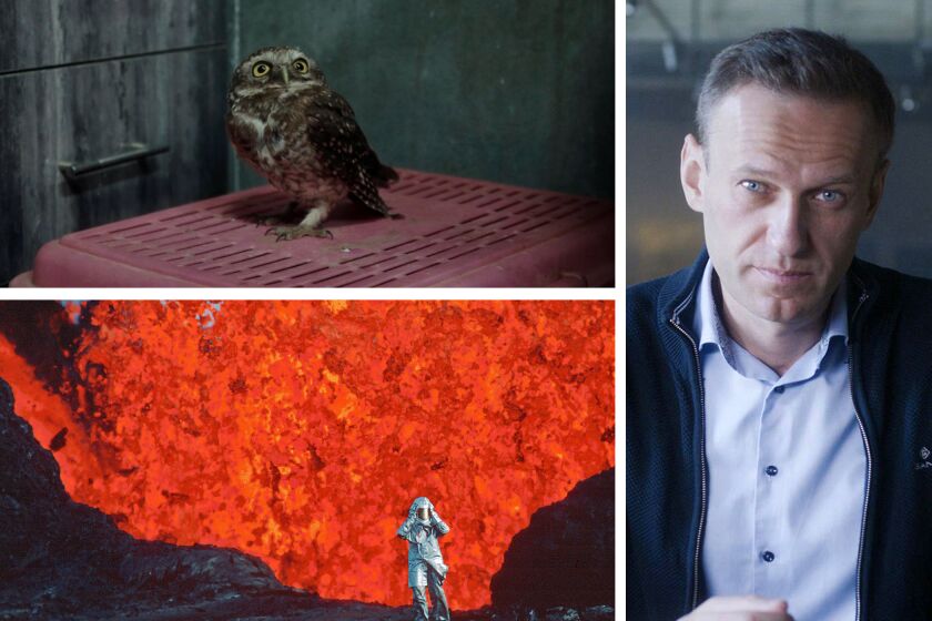 Three Oscar-contending documentary features: (clockwise from top left): "All That Breathes"; "Navalny"; "Fire of Love."