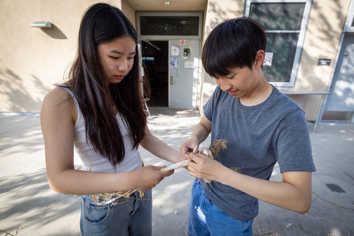 Two young men tie onions to dry them.