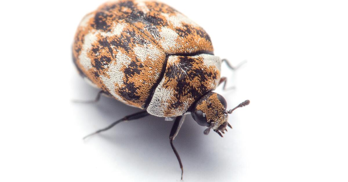 Australian Carpet Beetle - The Australian Museum