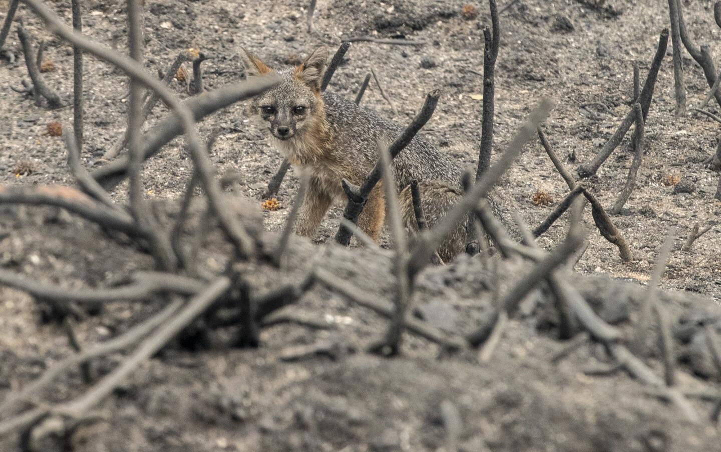 A fox pauses amid burned brush in Butte County.