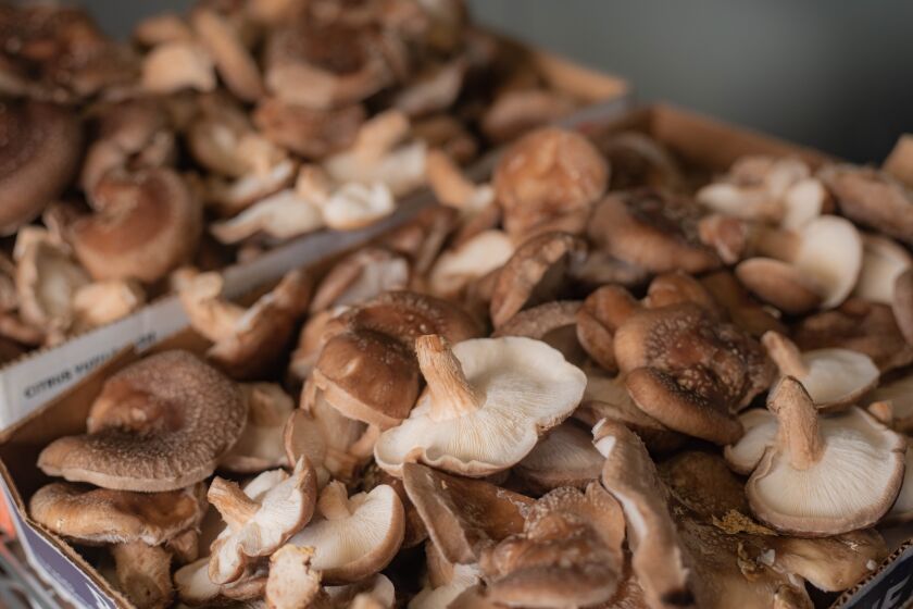 Mushroom music on TikTok opens up fungus exploration - Los Angeles Times