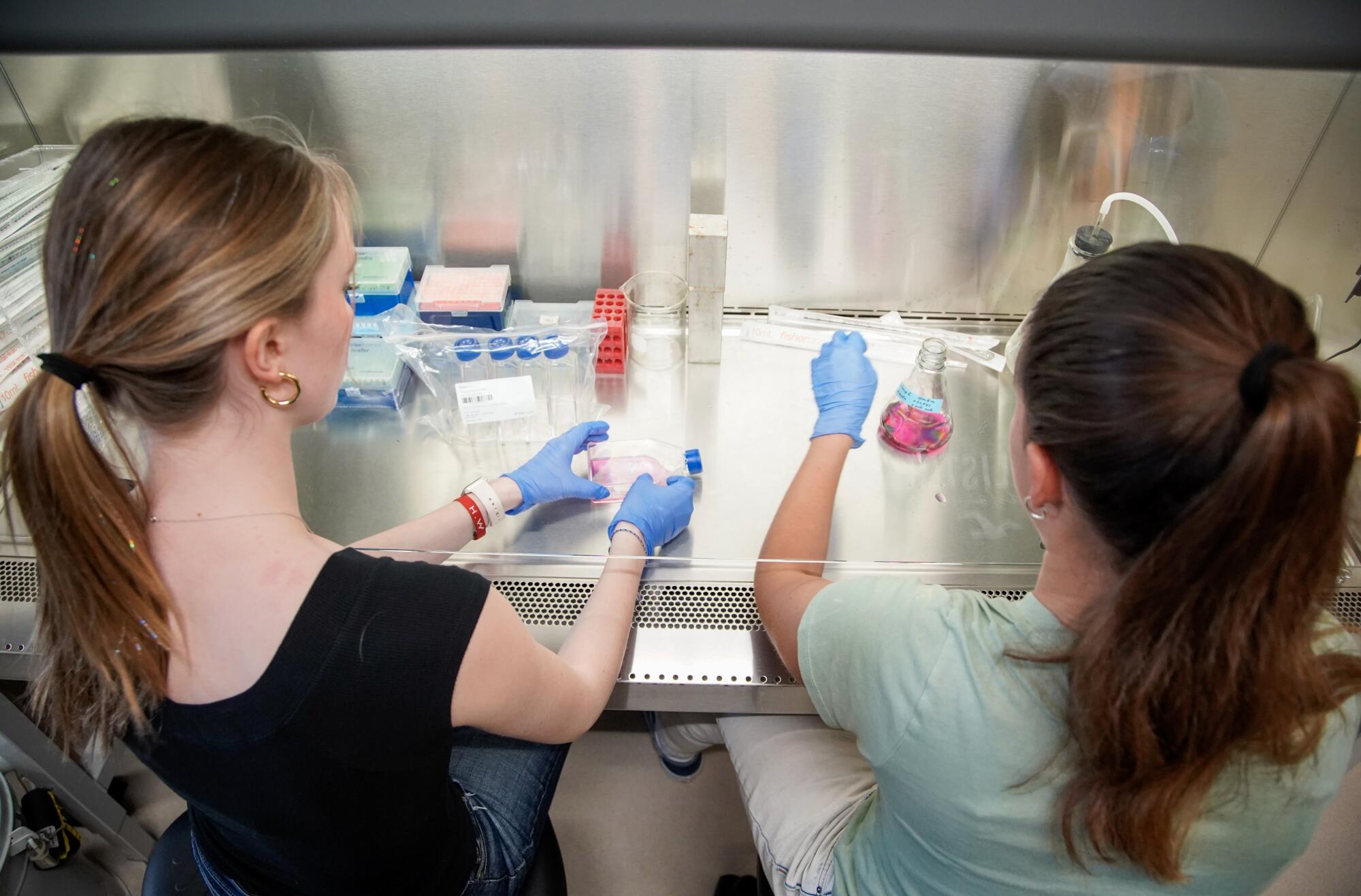 Two women wearing latex gloves work in a biology lab.