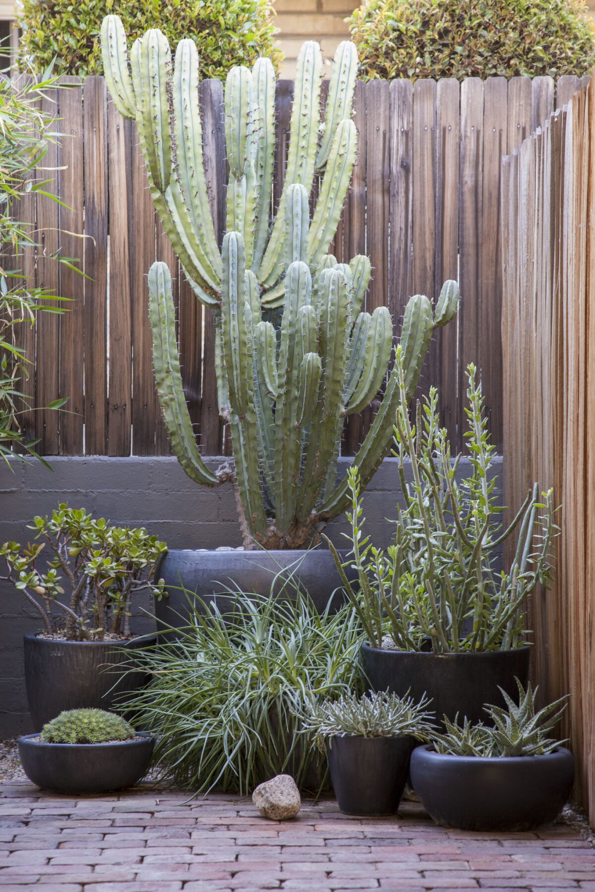 A variety of forms and textures, including those of cereus and jade plant, are showcased in pots.