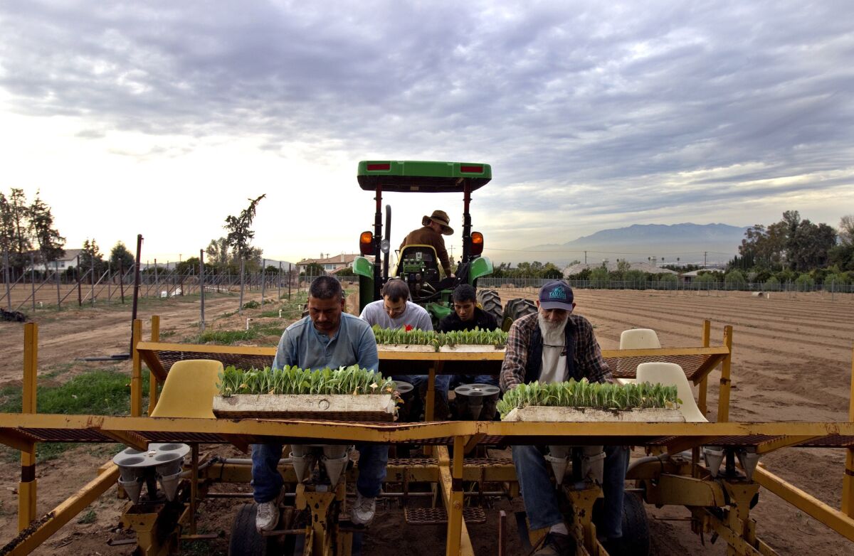 Bob Knight drives a tractor that pulls a transplanter as workers drop cauliflower seedlings into spindles for planting on Jan. 7 in Redlands. L.A. Unified is buying vegetables from local farmers such as Knight to encourage healthful eating among students.