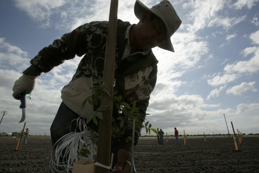 Armando Montejano checks on a pistachio sapling at a farm in Buttonwillow. California lawmakers are considering a measure to allow work permits for farmworkers in the country illegally.