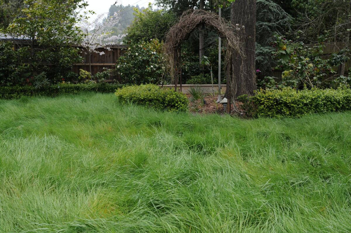 Native California bent grass (Agrostis pallens) is a bright green cool-season grass that withstands foot traffic and requires half the water of traditional turf.