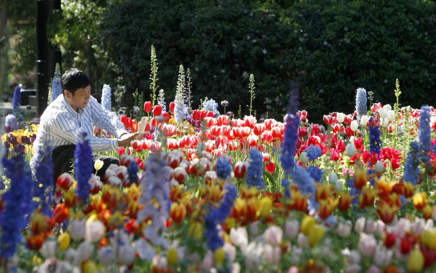 Photo Gallery: Descanso Gardens in full bloom first week of Spring