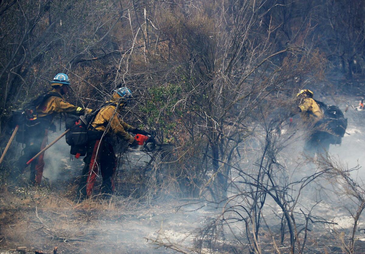 Firefighters cut a fire line in thick brush in a wildfire burn zone of the. 