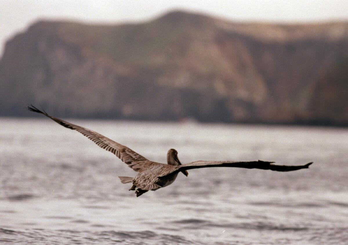 A pelican off Anacapa Island in Southern California. A new study finds that with climate change, winds are intensifying in coastal upwelling regions, including the U.S. West Coast.