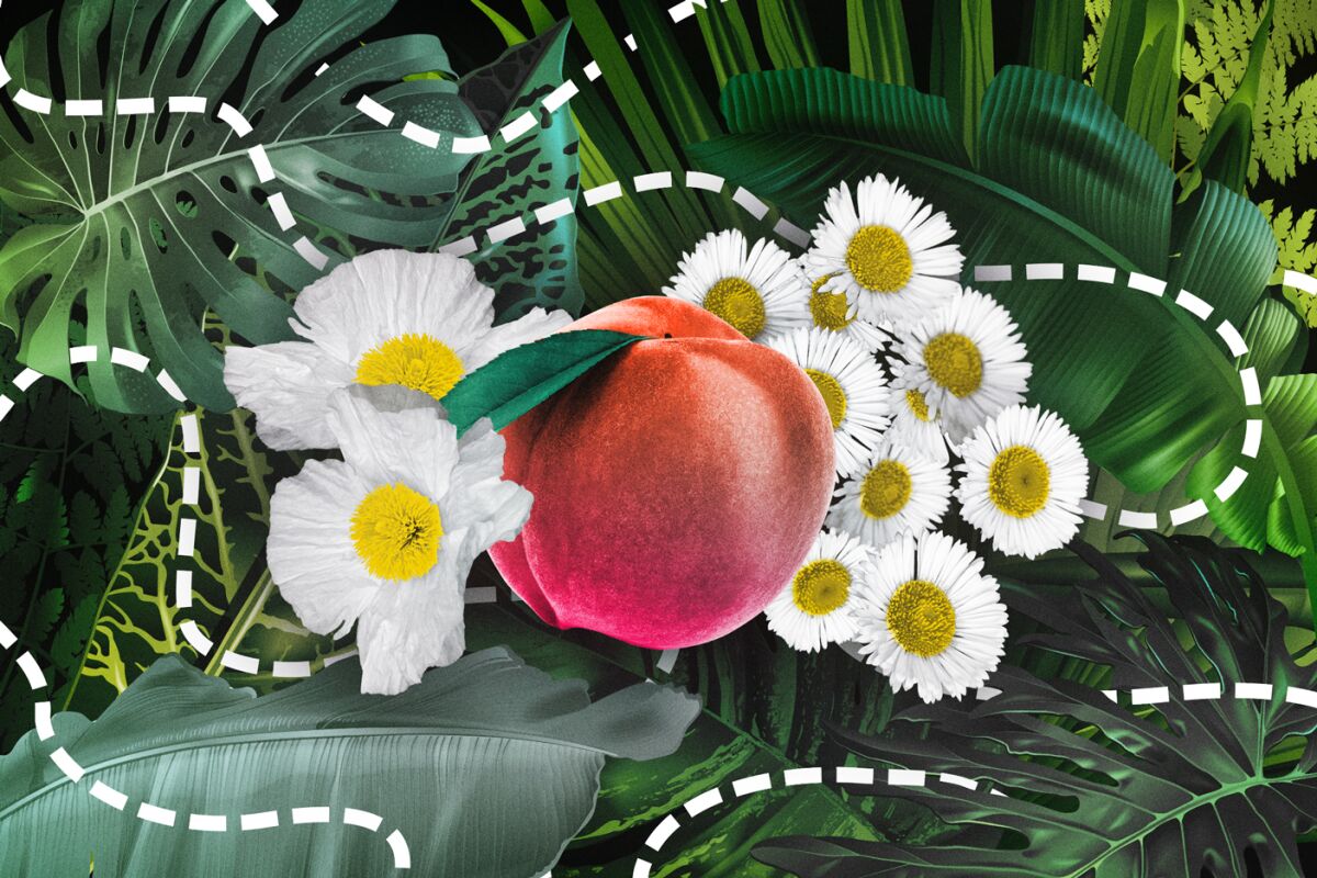An illustration of lush, tropical leaves set behind a peach and white flowers with yellow centers.