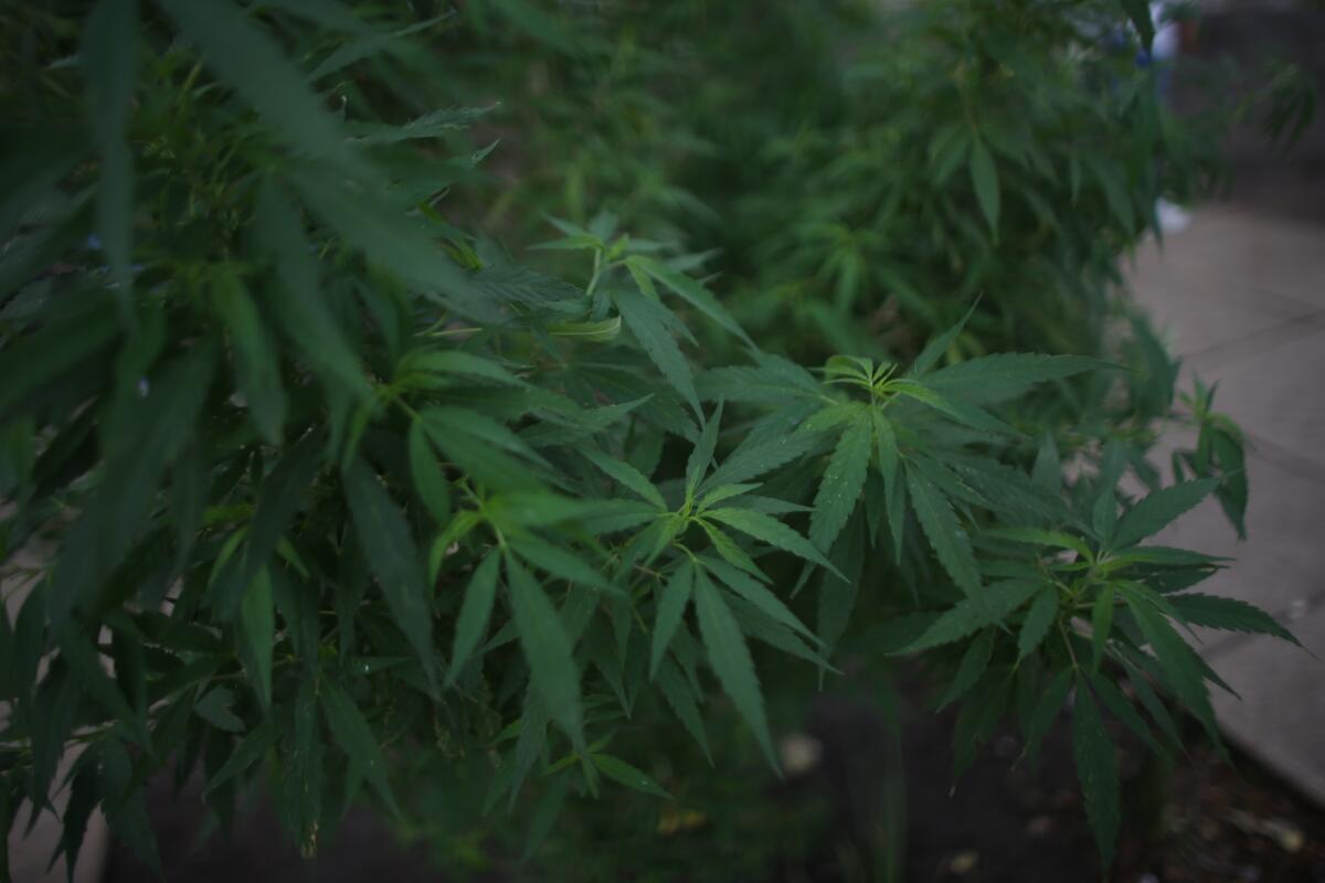 La legalización de la marihuana añade miles de millones de dólares a Canadá