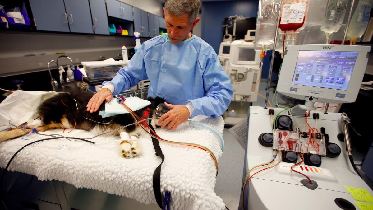 Dr. Larry Cowgill prepares Crystal, a 4-year-old Australian shepherd, for a pioneering blood purification therapy.