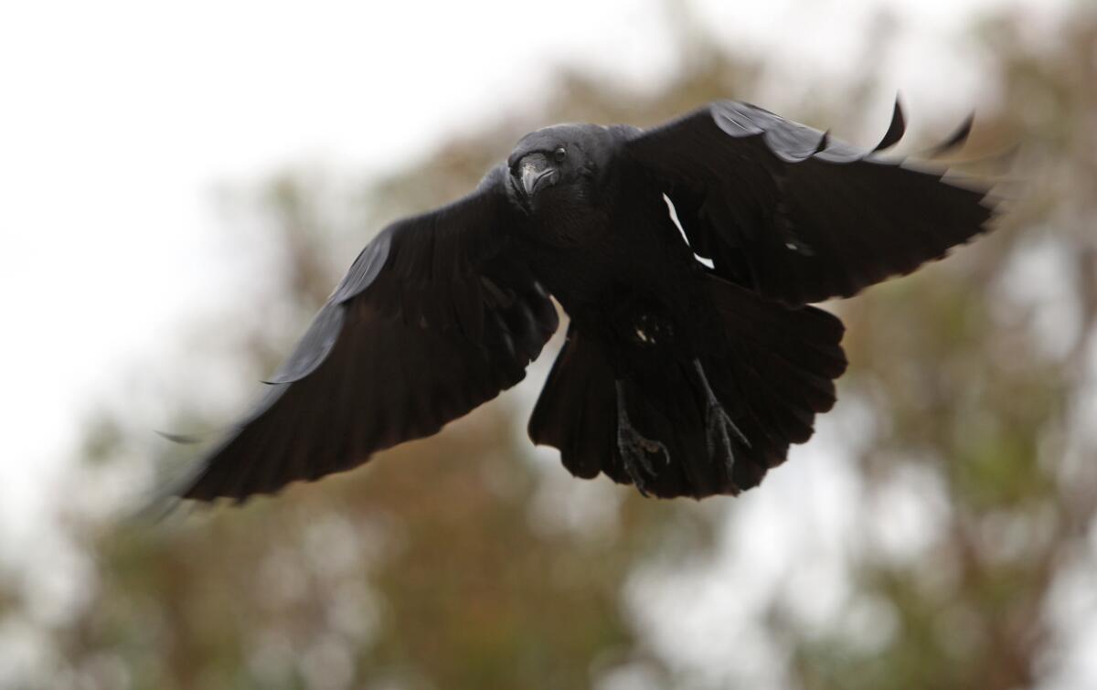 A raven comes in for a landing at Crystal Cove State Park. Rick Boufford of Newport Beach, also known as "Raven Rick," has studied the resident ravens for more than 20 years.