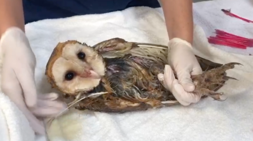 A barn owl stuck in a glue trap was brought to the San Diego Humane Society last month. It later died.
