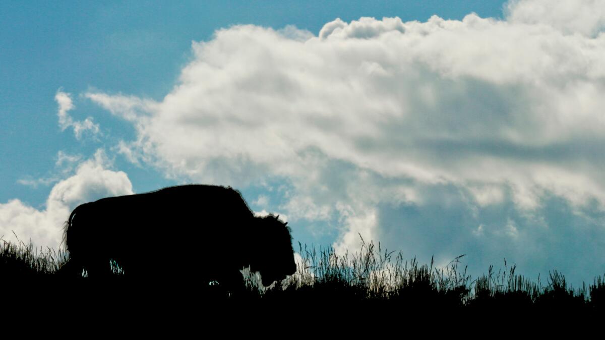 Bison roam in the Hayden Valley of Yellowstone National Park. The herds frequently graze near roads, stopping traffic while visitors snap photos.