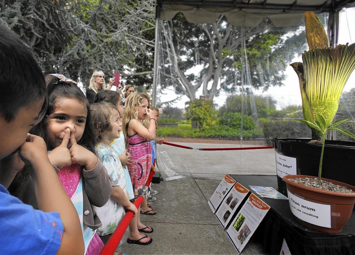 Youngsters hold their noses as they observe a rare titan arum, or corpse flower, now blooming at Orange Coast College in Costa Mesa. The 11-year-old corpse flower is expected be fully open Wednesday and to last for about 36 hours before fading.