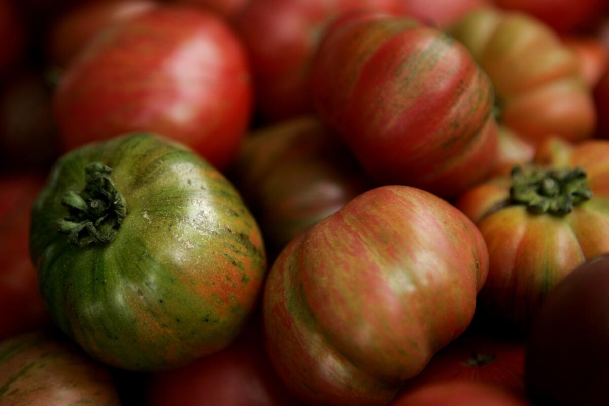 Red zebra heirloom tomatoes, grown at the Tutti Frutti Farms.