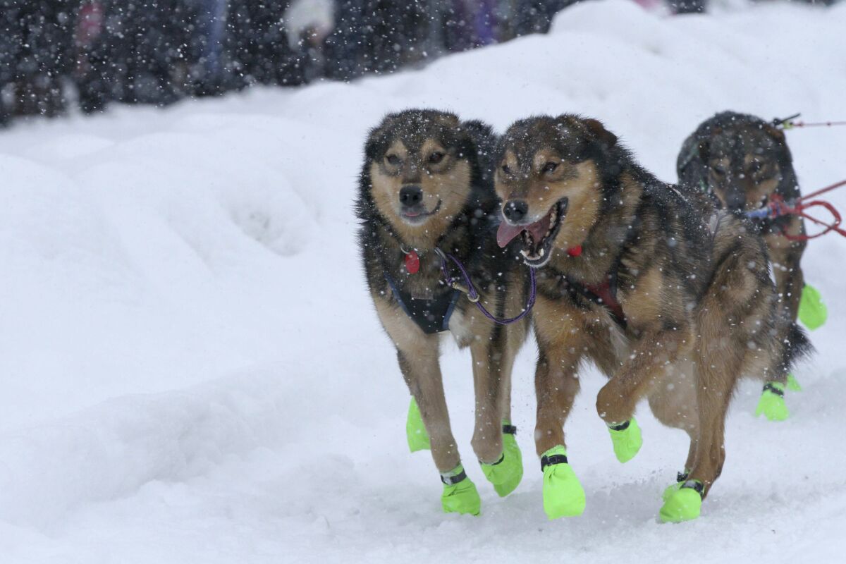 Sled dogs on the team of musher Ryan Redington run through newly fallen snow in downtown Anchorage, Alaska, on Saturday, March 5, 2022, during the ceremonial start of the Iditarod Trail Sled Dog Race. The competitive start of the nearly 1,000-mile race will be held March 6, 2022, in Willow, Alaska, with the winner expected in the Bering Sea coastal town of Nome about nine days later. (AP Photo/Mark Thiessen)