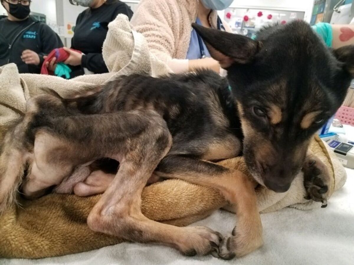 Humane Society investigating felony animal cruelty after 'severely  emaciated' dog abandoned in Pacific Beach - The San Diego Union-Tribune