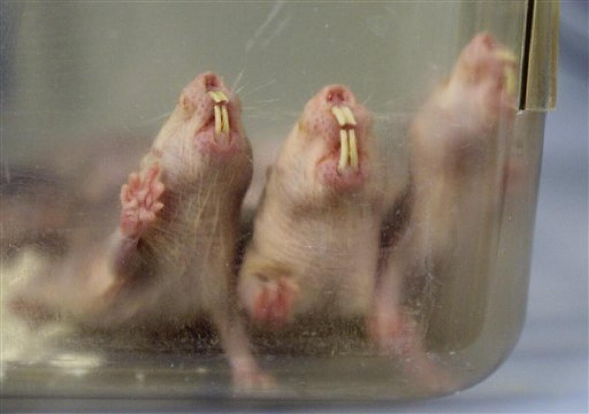 In this Oct. 21, 2009 photo, naked mole rats are shown at the Barshop Institute at the UT Health Science Center in San Antonio. Naked mole rats are becoming more popular in research laboratories, where the seemingly invulnerable rodents have surprised scientists with their ability to live up to 30 years and their potential to offer insights into human health. They're being used to study everything from aging to cancer to strokes. (AP Photo/Eric Gay)