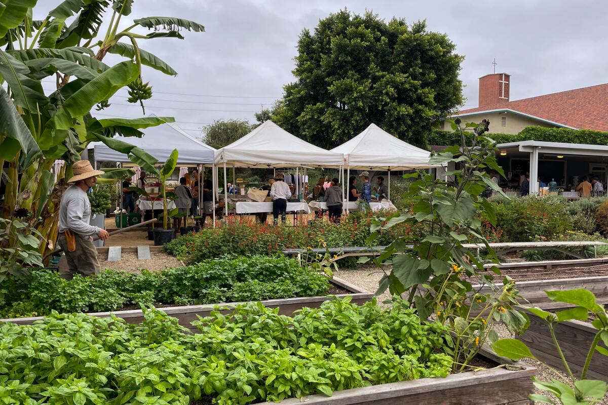 A man in a straw hat walks by garden beds filled with basil and kale with white farm stand tents in the background.