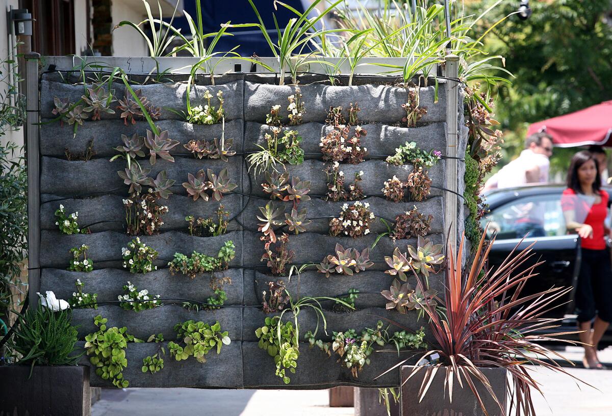 A vertical garden in front of Raphael restaurant in Studio City features succulents in pocket panels designed by San Francisco-based Plants on Walls.