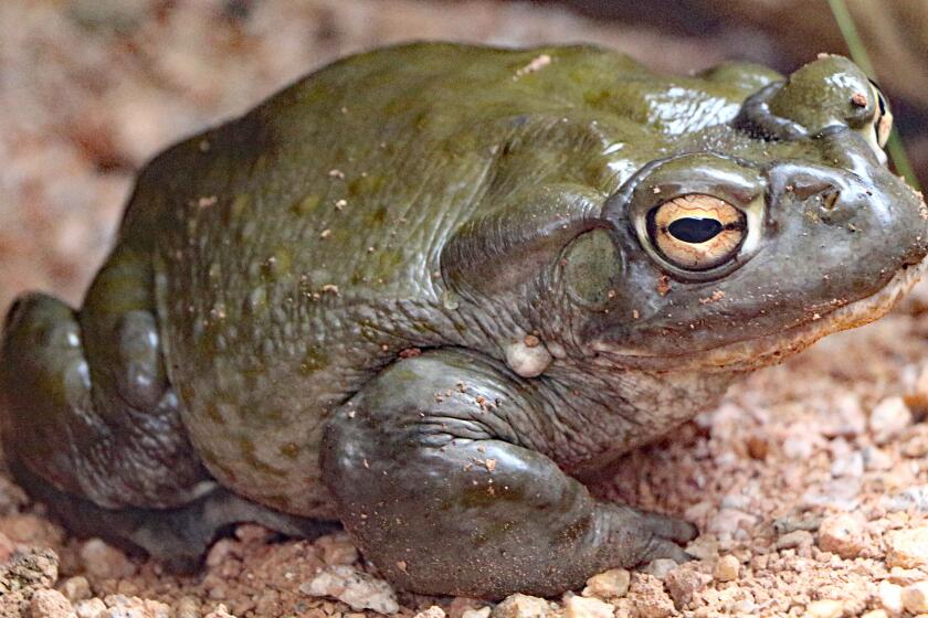 Photo of a Sonoran Desert Toad.