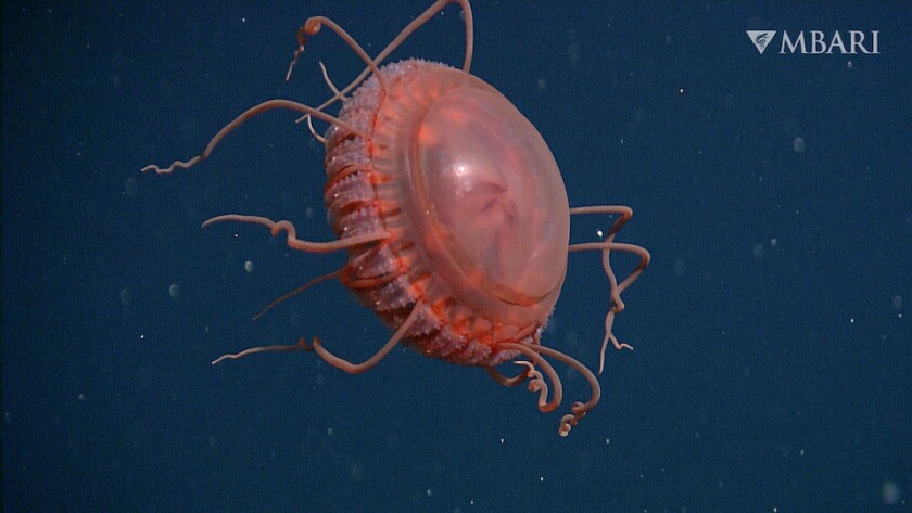 A squishy red jellyfish with curling tendrils floats in dark water.