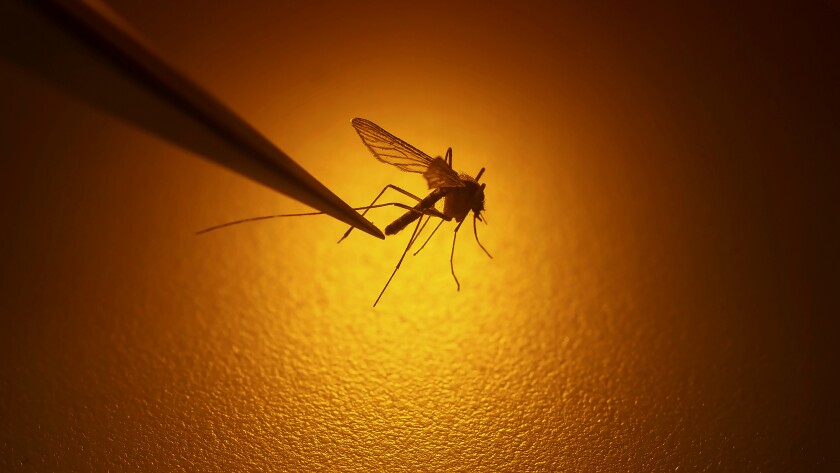 A mosquito is held by a pair of tweezers.