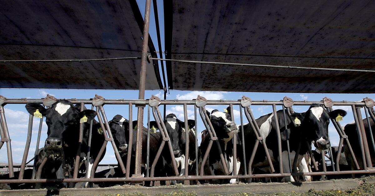 Avian flu cases on the rise among California dairy farmers Avian flu cases on the rise among California dairy farmers