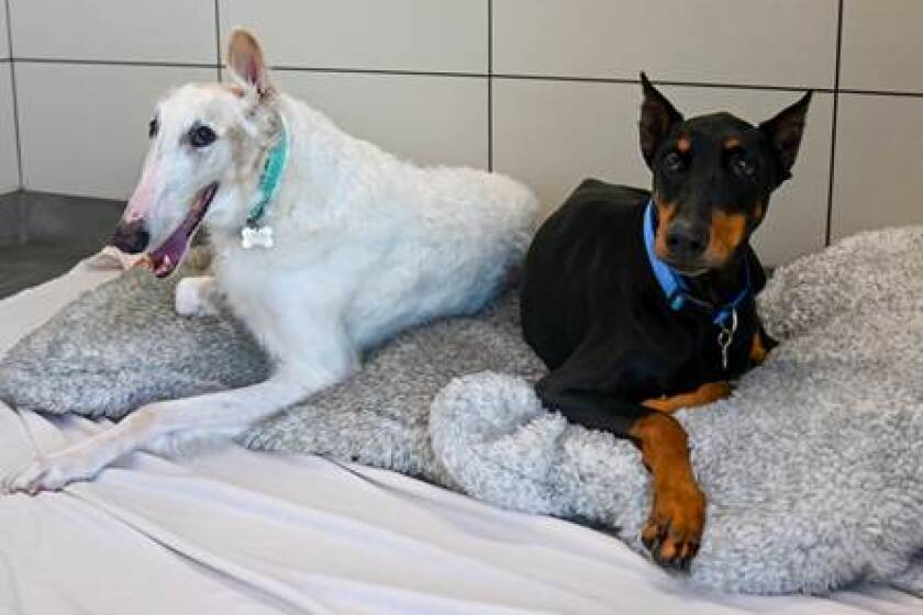 Doberman and Borzoi ready to be adopted at Helen Woodward Animal Care Center.