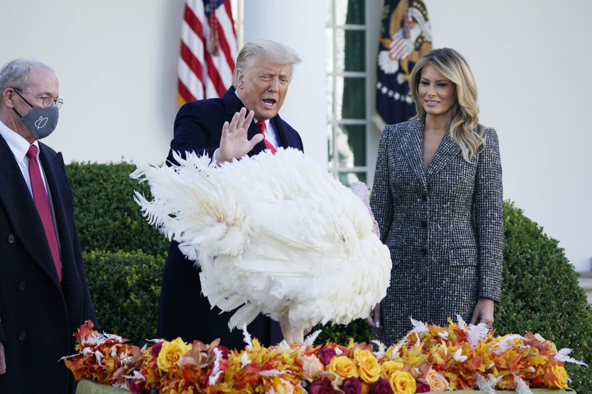 President Trump, with Turkey Federation Chair Ron Kardel and Melania Trump, pardons a large turkey outside the White House.