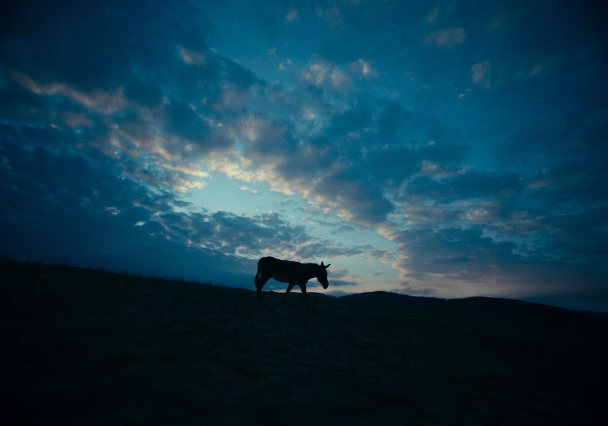 A donkey is silhouetted against the sky in the movie "EO."