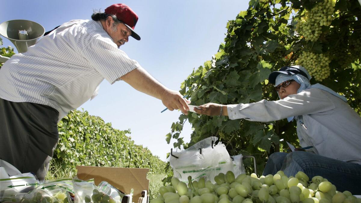Lupe Martinez, (L) lead organizer for the United Farm Workers talks to a grape picker about joining the UFW. Martinez and other organizers targeted workers in the Giumarra Vineyards partly because of the grower's habit of forcing workers to pack grapes on their knees.
