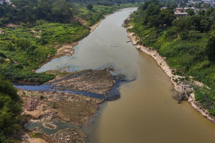 Aguas negras, izquierda, contaminan el río Acre, cerca del río Branco, en el estado de Acre, Brasil, el 2 de agosto de 2024. La ciudad de Río Branco sufre escasez de agua debido al escaso caudal del río por la sequía. (AP Foto/Marcos Vicentti)