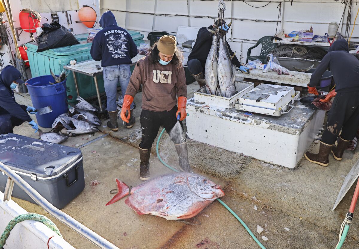 Fish are prepared on the deck of a fishing vessel for sale to the public at Driscoll's Wharf in February 2021.
